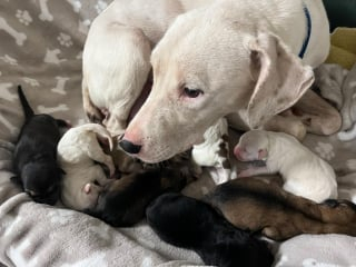 Illustration de l'article : Après avoir donné naissance à 9 chiots, cette chienne passe 227 jours en refuge et voit ses petits partir l’un après l’autre