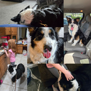 Illustration de l'article : Une chienne &acirc;g&eacute;e errant dans la cour d&rsquo;une &eacute;cole trouve enfin un refuge gr&acirc;ce &agrave; l&rsquo;aide d&rsquo;une institutrice bienveillante