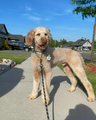 Illustration de l'article : Un Goldendoodle sauvé par 2 de ses congénères voit son destin changer grâce à eux et à leur maître bienveillant