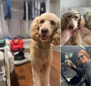 Illustration de l'article : Un Goldendoodle sauvé par 2 de ses congénères voit son destin changer grâce à eux et à leur maître bienveillant