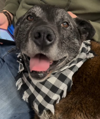 Illustration de l'article : Ce chien trouve enfin une famille aimante après avoir passé 4 ans dans un refuge