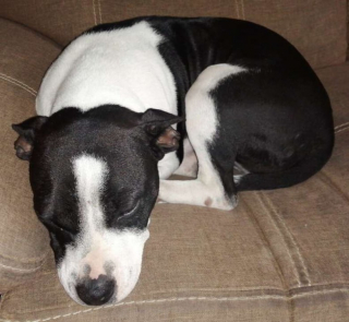 Illustration de l'article : Lâchement abandonnée avec son sac de jouet, cette petite chienne a retrouvé l’amour d’une famille aimante