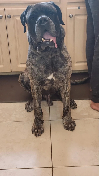 Illustration de l'article : Jeté dans un lac, ce chien est sauvé et trouve enfin une famille aimante