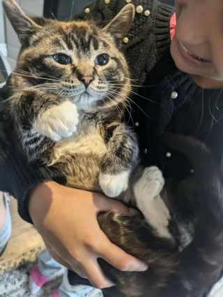 Illustration de l'article : 12 photos de chats et de chiens qui donnent envie d’avoir un animal