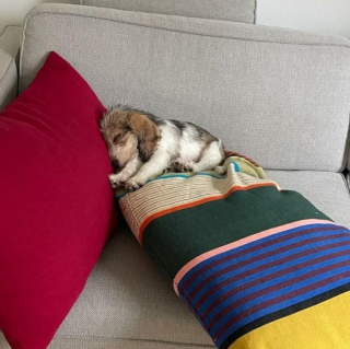 Illustration de l'article : 12 photos de chats et de chiens qui donnent envie d’avoir un animal