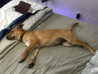 Illustration de l'article : 12 photos de chats et de chiens qui donnent envie d’avoir un animal