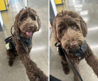 Illustration de l'article : 12 photos de chats et de chiens qui donnent envie d’avoir un animal