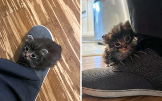 Illustration de l'article : 12 photos de chats et de chiens qui donnent envie d’avoir un animal