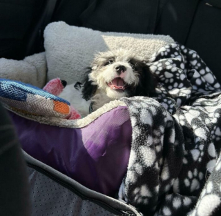 Illustration de l'article : 12 photos de chats et de chiens qui donnent envie d’avoir un animal