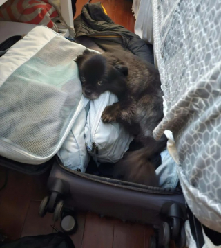 Illustration de l'article : 12 photos de chats et de chiens qui donnent envie d’avoir un animal