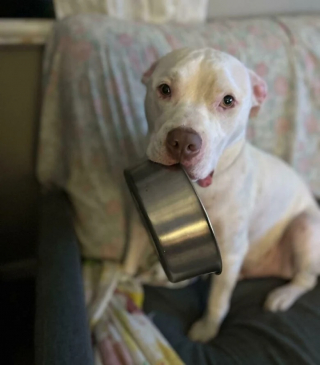 Illustration de l'article : 12 photos de chats et de chiens qui donnent envie d’avoir un animal