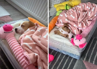 Illustration de l'article : 12 photos de chats et de chiens qui donnent envie d’avoir un animal