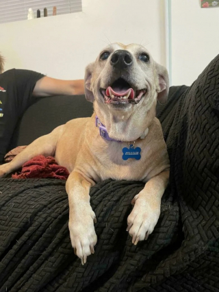 Illustration de l'article : 12 photos de chiens heureux d’avoir enfin une famille