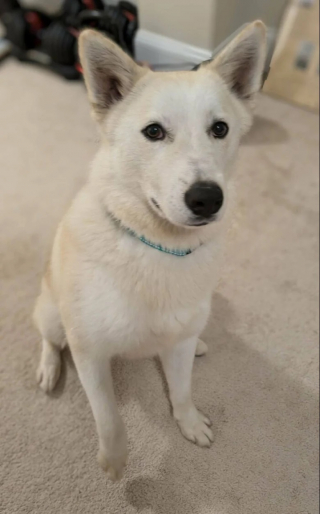 Illustration de l'article : 12 photos de chiens heureux d’avoir enfin une famille