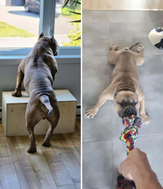 Illustration de l'article : 12 photos de chiens heureux d’avoir enfin une famille