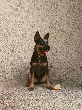 Illustration de l'article : 12 photos de chiens heureux d’avoir enfin une famille