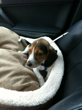 Illustration de l'article : 12 photos de chiens heureux d’avoir enfin une famille