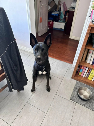 Illustration de l'article : 12 photos de chiens heureux d’avoir enfin une famille