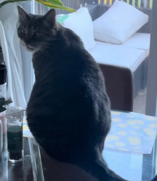 Illustration de l'article : Cette chienne surprend le chat de la maison en flagrant délit et cherche à le recadrer (vidéo)