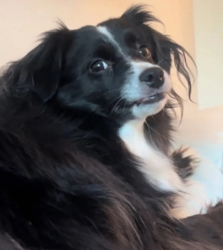 Illustration de l'article : Cette chienne surprend le chat de la maison en flagrant délit et cherche à le recadrer (vidéo)