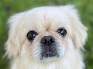 Illustration de l'article : Rescapé d’une ferme à chiots, ce Pékinois rencontre son petit frère et décide de refaire confiance à l’Homme (vidéo)