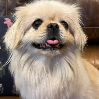 Illustration de l'article : Rescapé d’une ferme à chiots, ce Pékinois rencontre son petit frère et décide de refaire confiance à l’Homme (vidéo)