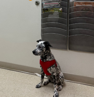 Illustration de l'article : Ce pauvre chien de refuge déprimé retrouve enfin la joie de vivre après avoir été adopté (vidéo)