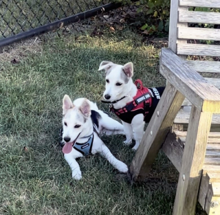 Illustration de l'article : 3 chiots en difficulté deviennent les compagnons inséparables de jeunes étudiantes