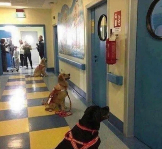 Illustration de l'article : 12 photos de chiens qui travaillent pour aider les humains