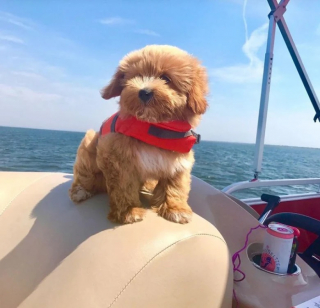 Illustration de l'article : 12 photos de chiens qui travaillent pour aider les humains