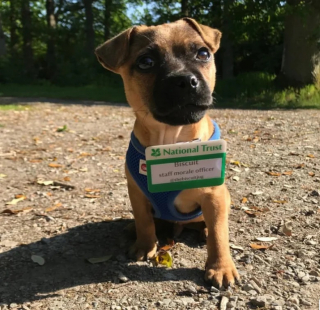 Illustration de l'article : 12 photos de chiens qui travaillent pour aider les humains