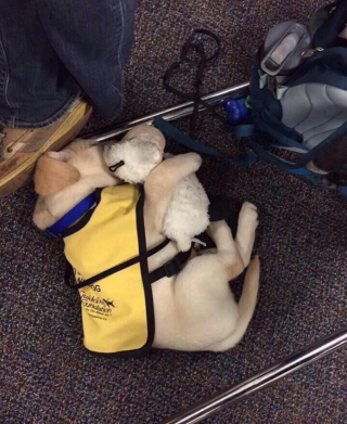 Illustration de l'article : 12 photos de chiens qui travaillent pour aider les humains