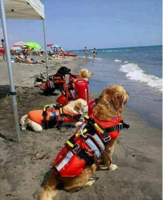 Illustration de l'article : 12 photos de chiens qui travaillent pour aider les humains