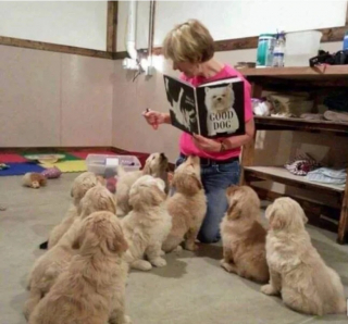 Illustration de l'article : 12 photos de chiens qui travaillent pour aider les humains