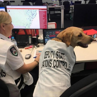 Illustration de l'article : 12 photos de chiens qui travaillent pour aider les humains