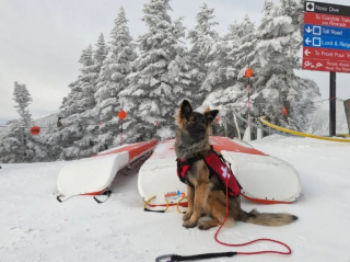 Illustration de l'article : 12 photos de chiens qui travaillent pour aider les humains