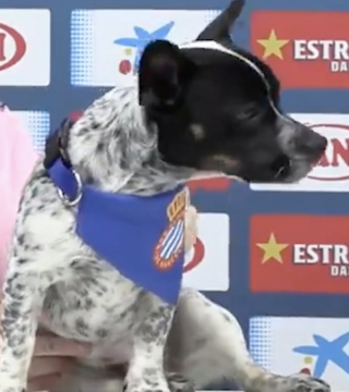 Illustration de l'article : Un célèbre footballeur défend la cause animale en se présentant à une conférence de presse avec son adorable chiot