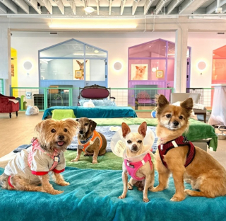 Illustration de l'article : Cette amoureuse des animaux a conçu un refuge spécial qui fonctionne sans cage