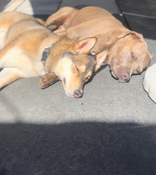 Illustration de l'article : Cette jeune Husky a trouvé la technique idéale pour continuer de jouer avec sa meilleure amie aveugle (vidéo) 