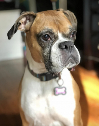 Illustration de l'article : Alors qu’elle se rendait chez le vétérinaire pour récupérer son chien malade, cette femme apprend une terrible nouvelle