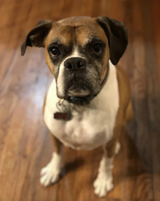 Illustration de l'article : Alors qu’elle se rendait chez le vétérinaire pour récupérer son chien malade, cette femme apprend une terrible nouvelle