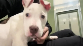 Illustration de l'article : Une femme sauve un chiot en larmes, abandonné et attaché à un poteau