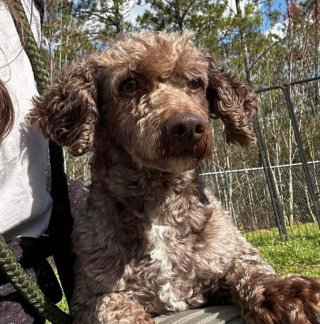 Illustration de l'article : Traqué pendant 7 longs mois par des dizaines de personnes, ce petit chien retrouve enfin le chemin de son refuge