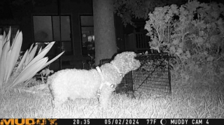 Illustration de l'article : Traqué pendant 7 longs mois par des dizaines de personnes, ce petit chien retrouve enfin le chemin de son refuge