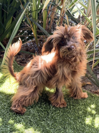 Illustration de l'article : Cette chienne abandonnée dans un état déplorable est sauvée de justesse puis adoptée