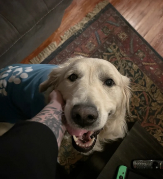 Illustration de l'article : Un Golden Retriever n&eacute;glig&eacute; et utilis&eacute; pour la reproduction apprend &agrave; &ecirc;tre aim&eacute; dans sa nouvelle famille (vid&eacute;o)