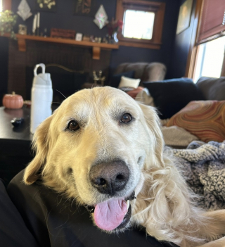 Illustration de l'article : Un Golden Retriever n&eacute;glig&eacute; et utilis&eacute; pour la reproduction apprend &agrave; &ecirc;tre aim&eacute; dans sa nouvelle famille (vid&eacute;o)