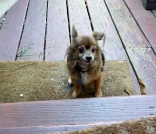 Illustration de l'article : Une petite chienne âgée fait preuve de beaucoup de courage pour vaincre sa phobie des escaliers sous le regard bienveillant de sa maman d’accueil (vidéo)