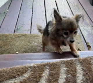 Illustration de l'article : Une petite chienne âgée fait preuve de beaucoup de courage pour vaincre sa phobie des escaliers sous le regard bienveillant de sa maman d’accueil (vidéo)