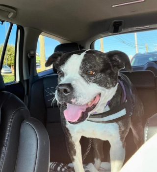 Illustration de l'article : Après plus de 800 jours passés en refuge, cette chienne senior a enfin droit au bonheur